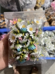 HOA CÚC/ NHIỀU MÀU