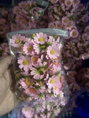 HOA CÚC/ NHIỀU MÀU