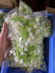 HOA NHÀI