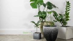 Kinh nghiệm chọn chậu cây composite trưng tết đẹp và tiết kiệm