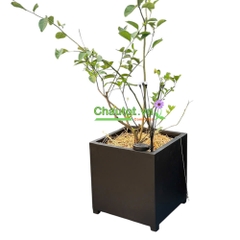 Chậu Composite Vuông BAOBINH - CT2089
