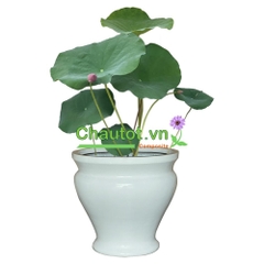 Chậu Composite Tròn BAOBINH - CT2073