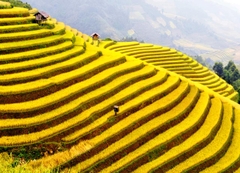 TOUR MÙ CANG CHAI 2 NGÀY 1 ĐÊM - NGỦ HOMESTAY