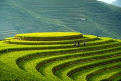 TOUR MÙ CANG CHAI 2 NGÀY 1 ĐÊM - NGỦ HOMESTAY