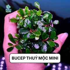 Bucep thuỷ mộc mini