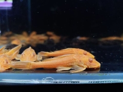 Tỳ bà Beo ( vàng ) sz 10