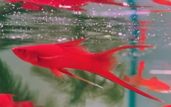 Cá Song Kiếm Mắt Đỏ