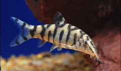 Chuột Botia