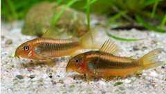 Chuột Gold Lazer