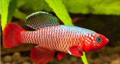 Cá Killi Rubripinnis