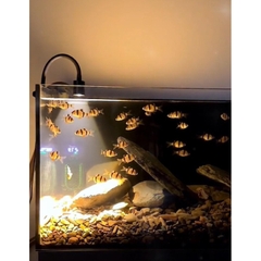 Đèn rọi mini chỉnh tiêu cự (3 chế độ màu)- Tuỳ chỉnh vùng sáng tuỳ ý, độ chiếu sáng sâu cho bể Biotope