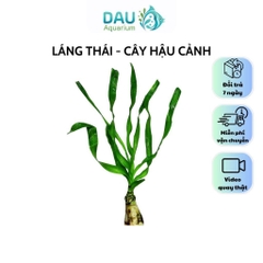 Láng Thái Thuỷ Sinh Siêu Khoẻ