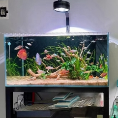 Đèn LED rọi A60 RGB (60/80W) - Nâng cấp ánh sáng mạnh mẽ, đánh màu cá rực rỡ, ánh sóng nước lung linh