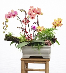 Tiểu Cảnh Lan Hồ Điệp