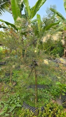 Hoa Nhện Đa Sắc (Hoa Cánh Phượng) – Nhánh Chiết Khỏe