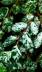 Variegated Dwarf Elm Tree (Cây Du Lùn)