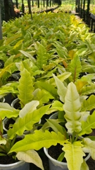 Cây Cung Đàn Vàng (Philodendron Ring Of Fire Gold)