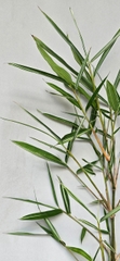 Cây Tre Var Lá Nhỏ