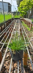 Cây Cỏ Lau Lùn