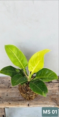 Cây Đế Vương Vàng (Kokedama)