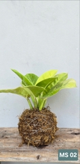 Cây Đế Vương Vàng (Kokedama)