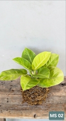 Cây Đế Vương Vàng (Kokedama)