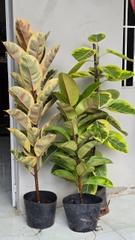 Cây Đa Búp Cẩm Thạch
