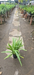 Cây Lan Rẻ Quạt Cam (Xạ Can)