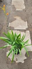 Cây Lan Rẻ Quạt Cam (Xạ Can)