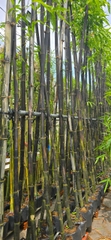 Cây Tre Đen