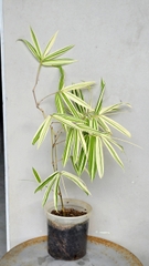 Cây Tre Var Lá Lớn