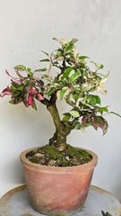 Cây Bụp Hồng Diệp