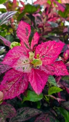 Cây Bụp Hồng Diệp