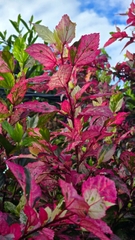 Cây Bụp Hồng Diệp