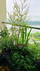 Chung cư Maldives Đảo Kim Cương (Quận 02)