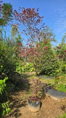 Cây Hồng Phụng Lớn