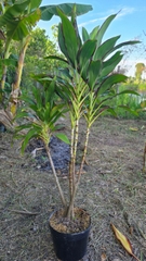 Cây Huyết Dụ Biên Đỏ