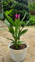 Cây Hoa Nghệ Tây