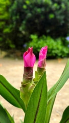Cây Hoa Nghệ Tây