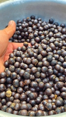 Cây Đủng Đỉnh Var (Hạt Giống)