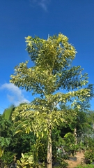 Cây Đủng Đỉnh Var (Hạt Giống)