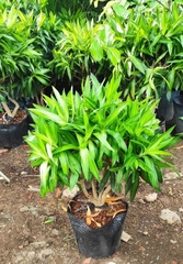 Cây Trúc Bách Hợp