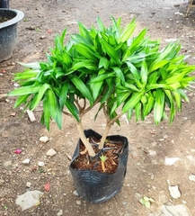 Cây Trúc Bách Hợp