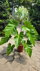 Cây Philodendron Subincisum