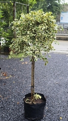 Cây Si Đốm Trụ Col (Đa Tam Phúc)