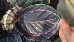 Cây Đuôi Công MS14