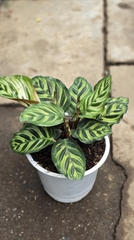 Cây Đuôi Công MS17