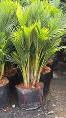 Cây Cau Vàng Nhật