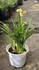 Cây Địa Lan Vàng