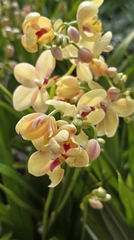 Cây Địa Lan Vàng